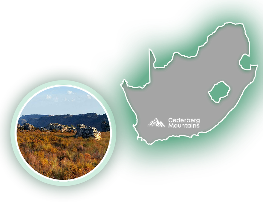 Potječe iz planina Cederberg u Južnoafričkoj Republici